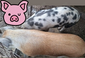 Vand porc pentru sacrificat