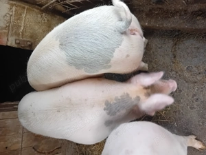 Disponibili în Blaj! 