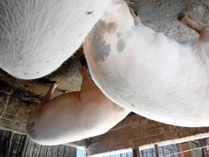 Disponibili în Blaj!  - imagine 2