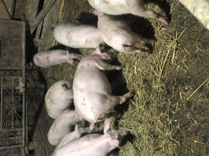 Purcei de vânzare  - imagine 2