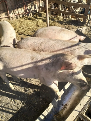 Vind șoldani 1000 bucata - imagine 2