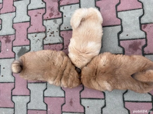 chow chow de vânzare  - imagine 2