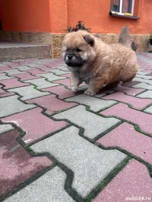 chow chow de vânzare  - imagine 4