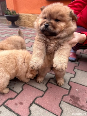 chow chow de vânzare  - imagine 3