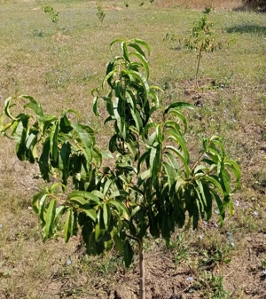 Vând 1154 mp teren intravilan construcții sat Alioș Timis intabulat 17000 euro  - imagine 9