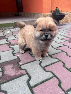 chow chow de vânzare  - imagine 5