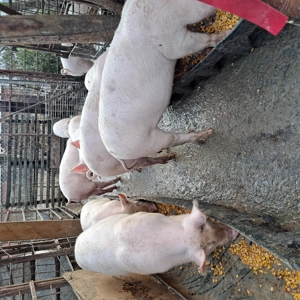 Purcei 3 luni de vanzare