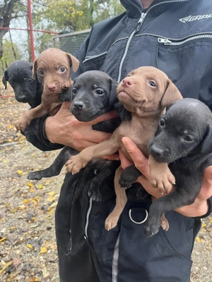 Paterdale terrier  - imagine 2