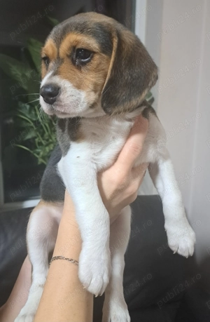 Vând doi cățeluși beagle fetiță și băiețel. 