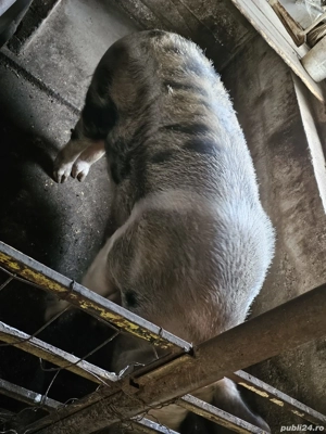 vand porci  - imagine 2