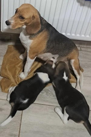 Vând doi cățeluși beagle fetiță și băiețel.  - imagine 2