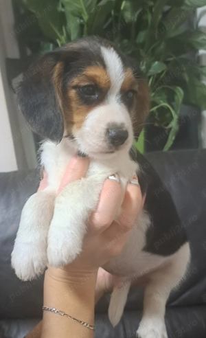 Vând doi cățeluși beagle fetiță și băiețel.  - imagine 3