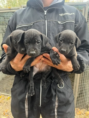 Paterdale terrier  - imagine 5