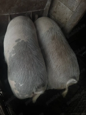 Porci de vânzare 