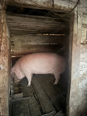 Porci de vânzare  - imagine 2