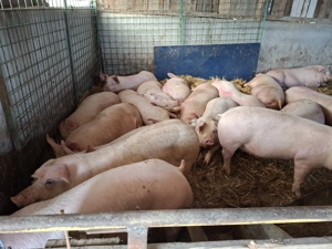 Porci greutate între 100kg și 200kg 