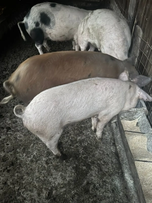 Porci de vânzare  - imagine 4