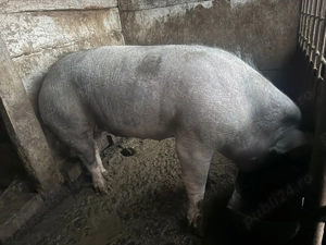 Porci de vânzare  - imagine 3