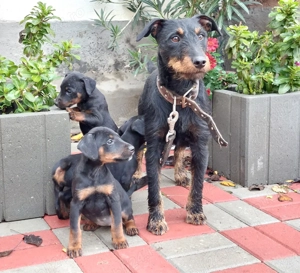 Pui Jagdterrier 8 saptamani - imagine 2