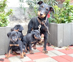 Pui Jagdterrier 8 saptamani - imagine 6