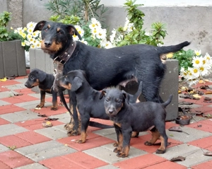 Pui Jagdterrier 8 saptamani - imagine 5