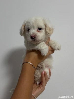 pui bichon - imagine 3