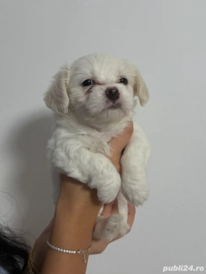 pui bichon - imagine 4