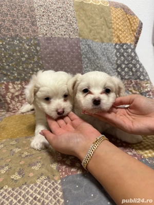 pui bichon - imagine 2