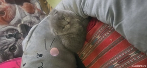 pisici deparazitari învățați la litiera aici se află și părinții - imagine 4