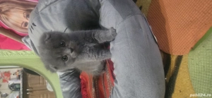 pisici deparazitari învățați la litiera aici se află și părinții - imagine 5