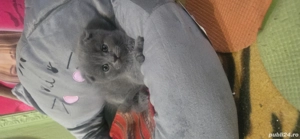 pisici deparazitari învățați la litiera aici se află și părinții