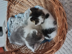 Pisicuțe de o luna și jumatate