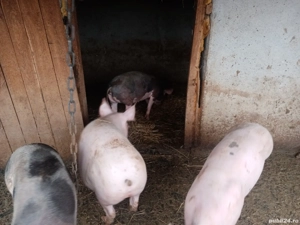 se vinde soldani - imagine 2