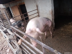 se vinde porc 120 kg - imagine 3