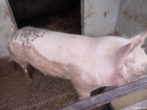 se vinde porc 120 kg