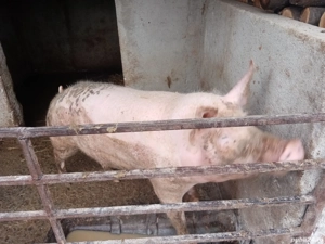 se vinde porc 120 kg - imagine 2
