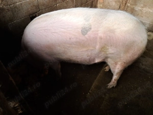 Vând porci pentru  craciun