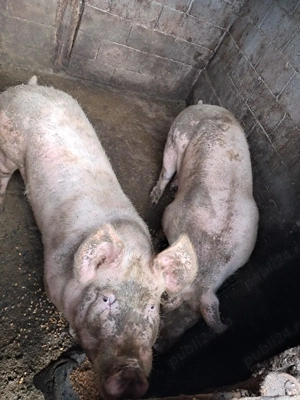 Vând porci pentru  craciun - imagine 2