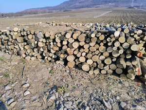 vand lemne de foc esenta tare acati - imagine 4