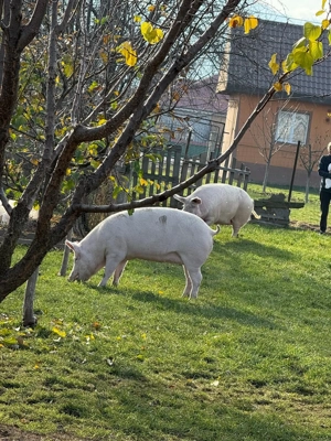 Porci crescuți în gospodărie ! 