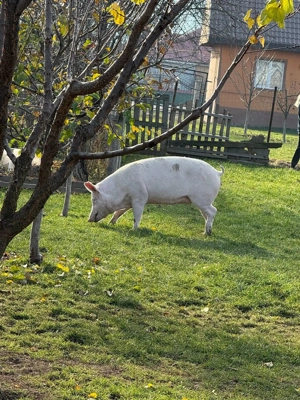 Porci crescuți în gospodărie! 