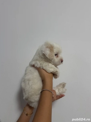 pui bichon - imagine 5