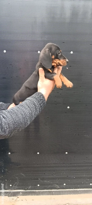 Catei tekel - imagine 5