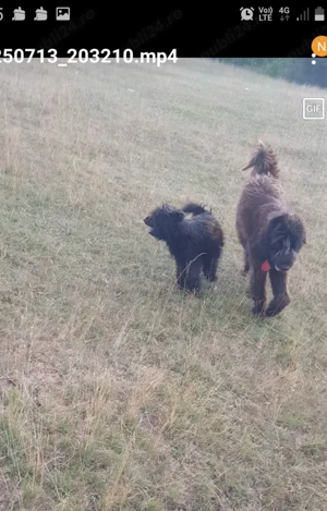 Vand cane ciobanesc corb crescut la oi.