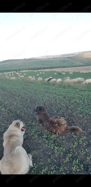 Vand cane ciobanesc corb crescut la oi. - imagine 2