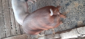 Porcii de vanzare - imagine 2