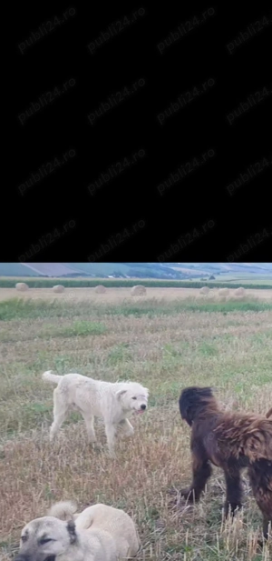 Vand caine ciobanesc mioritic crescut la oi cu varsta de un an . - imagine 2