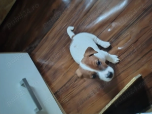 Jack Russell terrier tricolori si bicolori