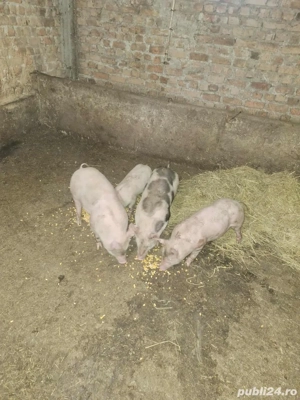 purcei de vanzare  - imagine 2