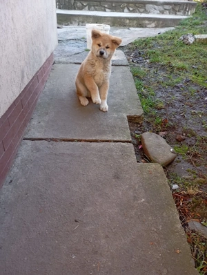 Pui Akita Inu Japonez-Cadoul perfect pentru sarbatori - imagine 3